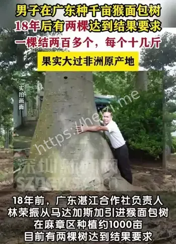 广东种猴面包树